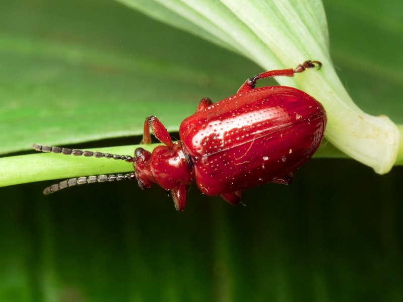 Lilioceris merdigera (Linnaeus, 1758)